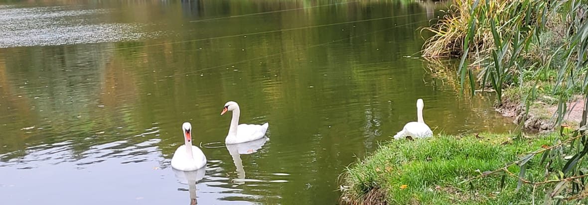 Angeln in ruhiger und friedlicher Umgebung